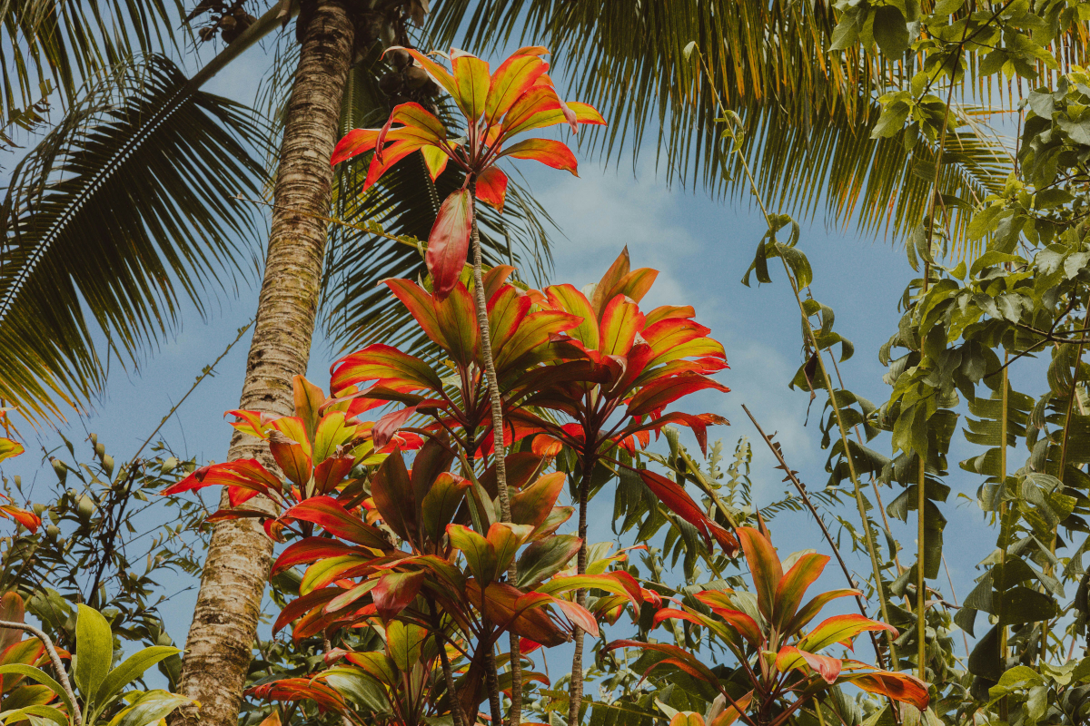 Fiji's Best-Kept Secret: 100% Natural Beauty Products That Really Work